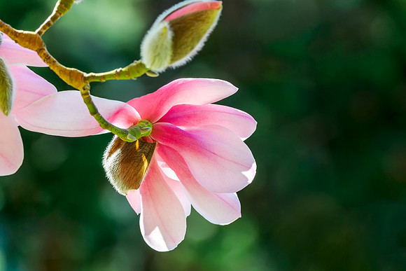 Magnolia photo by Glenn Franco Simmons.