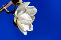 Magnolia photo by Glenn Franco Simmons.