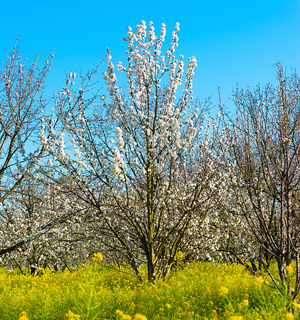 Glenn Franco Simmons' photo of Olson's Cherry Orchard in Sunnyvale, Calif.